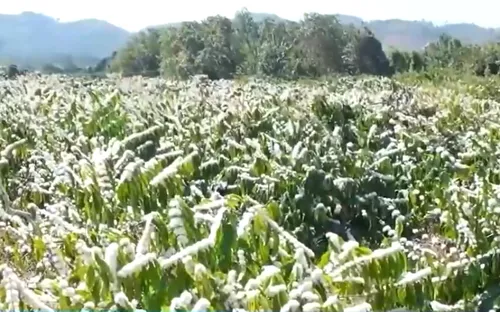 "Tuyết trắng" giữa đại ngàn: Du xuân mùa hoa cà phê