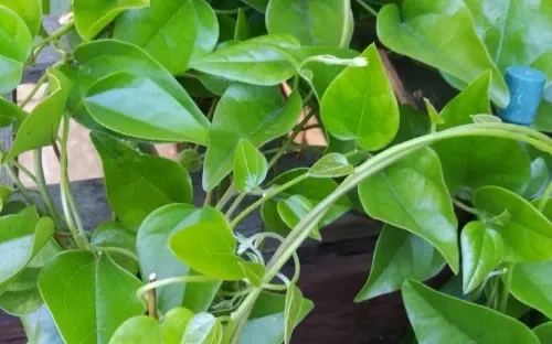 Rau sâm đất có giúp bổ gan, ngừa ung thư gan?