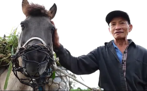 Ngựa thồ - Điểm tựa người dân miền núi