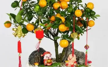 Có nên ăn quất cảnh sau Tết? Chuyên gia khuyến cáo không nên chủ quan