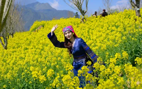 Du xuân “Nóc nhà Đông Dương”, lạc bước giữa thiên đường hoa cải vàng Fansipan