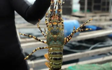 Việt Nam dẫn đầu xuất khẩu tôm hùm sang Trung Quốc, chiếm hơn 34% thị phần năm 2025