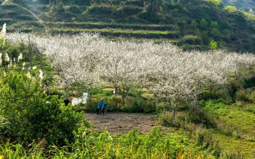 Đầu xuân Bính Ngọ 2026, du khách say mê sắc trắng hoa mận Bắc Hà