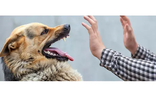 Xuất hiện 3 ổ dịch dại tại Tiên Phước dịp Tết, 6 người bị chó dại cắn