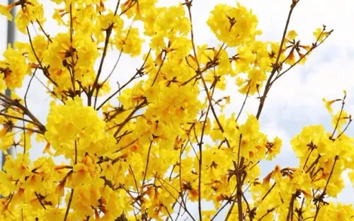 Hoa phong linh nhuộm vàng đường ven vịnh Hạ Long, hút khách check-in cuối tháng 2