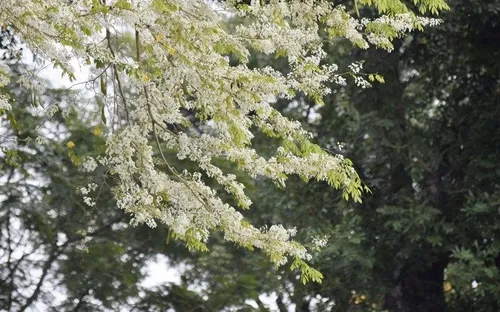 Hà Nội tháng 3 tinh khôi trong sắc trắng hoa sưa