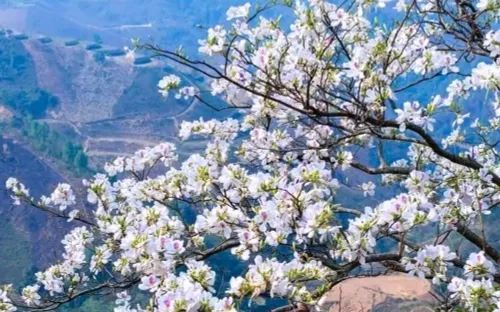 Tháng 3 rực sắc hoa ban, Điện Biên sôi động với Lễ hội Hoa Ban 2026