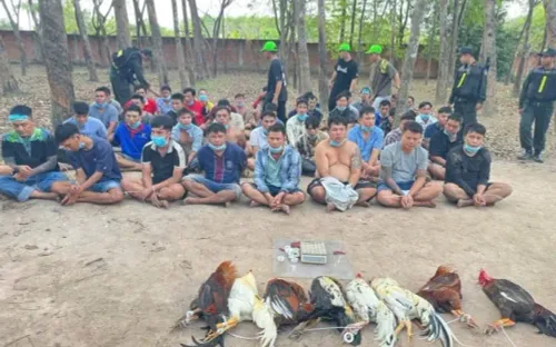 Hàng trăm cảnh sát đột kích trường gà trong rừng, tạm giữ hơn 80 người