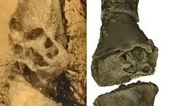 Phát hiện khối u xương 99 triệu năm tuổi trong hổ phách Myanmar