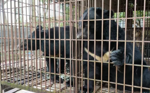 Năm bản lề hướng tới “mốc 0” gấu nuôi nhốt tại Việt Nam