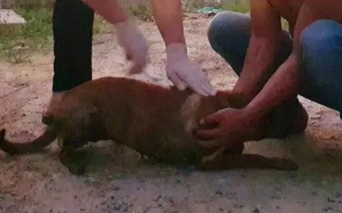 Hà Nội xuất hiện 2 ổ dịch dại, 4 người phơi nhiễm mức độ nặng