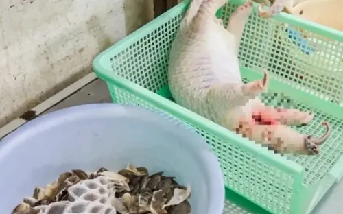 Khởi tố chồng chủ nhà hàng trong vụ mua tê tê sống giết thịt phục vụ thực khách ở Nha Trang