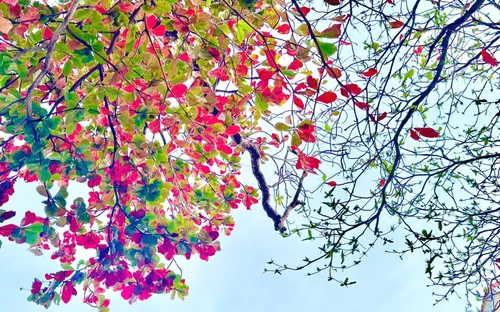 Côn Đảo hút khách đầu xuân khi mùa bàng thay lá nhuộm đỏ bờ biển