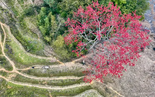 Thắp lửa giữa cao nguyên đá: Tháng 3 rực rỡ sắc hoa gạo Xín Mần