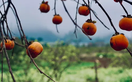 Mùa nắng rụng trong vườn: Khi Mộc Châu thay áo mới bằng sắc hồng rực rỡ