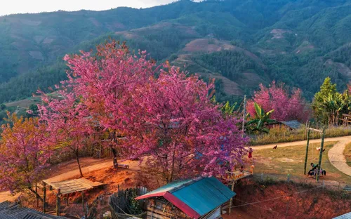Sắc hồng dệt trên mây ngàn: Mùa hoa đào rừng Mù Cang Chải