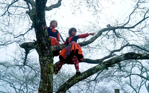 Xuân Tân Lập: Bản tình ca trắng trong thung lũng mây