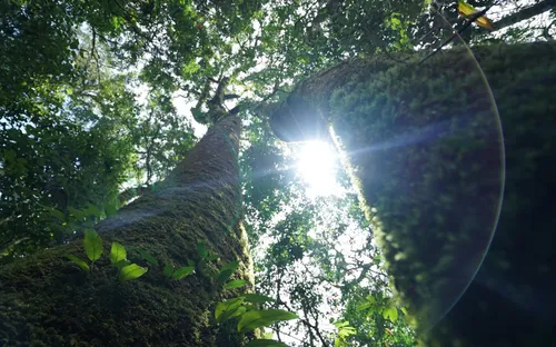 Những "linh hồn" nhỏ giữa đại ngàn: Vẻ đẹp thầm lặng của cây rừng Mù Cang Chải