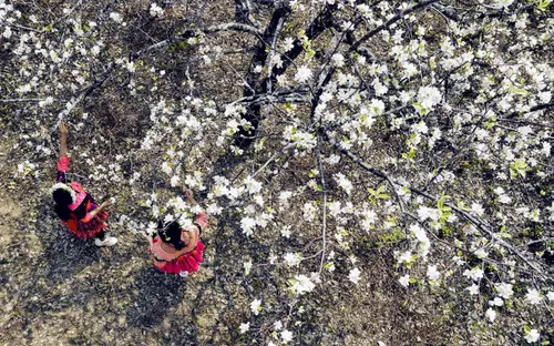 Mùa mây trắng sà xuống phố núi: Tháng 3 tinh khôi sắc hoa sơn tra Mường La