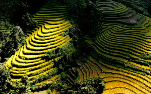 Lùng Vải: Nấc thang vàng bắc lên trời cao