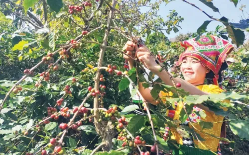 Thúc đẩy tăng trưởng xanh thích ứng biến đổi khí hậu