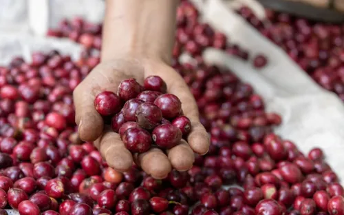 Quảng bá thương hiệu từ câu chuyện văn hóa: "Chìa khóa" nâng tầm Cà phê Việt