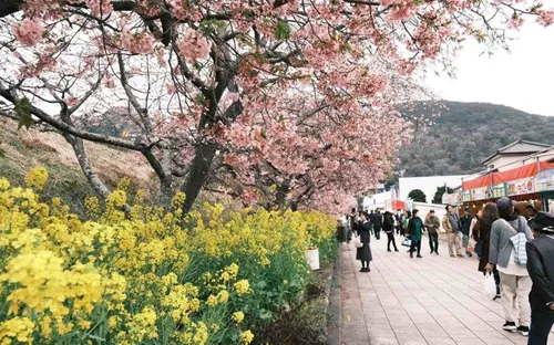 Tour Nhật Bản sôi động trở lại khi mùa hoa anh đào bắt đầu