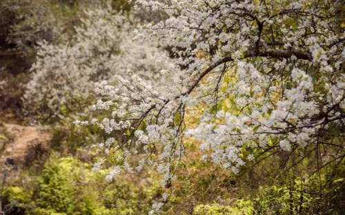 Hoa sơn tra phủ trắng bản Nậm Nghiệp, hút du khách đến Ngọc Chiến đầu tháng 3