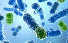 Nghiên cứu phát hiện vi khuẩn đường ruột có thể liên quan đến suy giảm trí nhớ khi về già