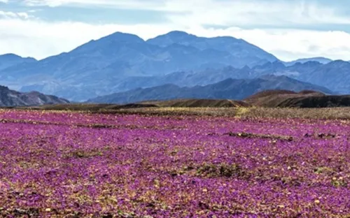 Sa mạc Death Valley rực rỡ hoa dại sau 10 năm “ngủ yên”