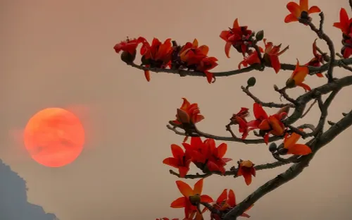 Hàng hoa gạo cổ thụ bên sông Đáy nhuộm đỏ làng quê Đoan Nữ