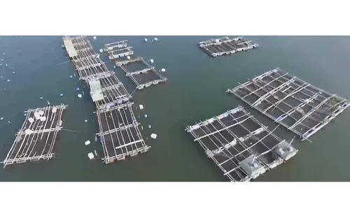 Giải bài toán “hên xui” cho ngành tôm hùm: Từ chuỗi liên kết đến xuất khẩu chính ngạch