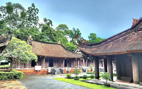 Cây ổi trăm tuổi ở Lam Kinh gây tò mò với hiện tượng “chạm vào là cười”