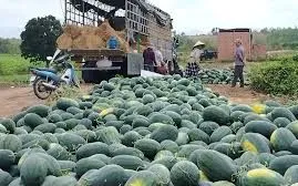 Nông sản rớt giá, dưa hấu Gia Lai “kẹt đầu ra”, nhiều nơi kêu gọi giải cứu
