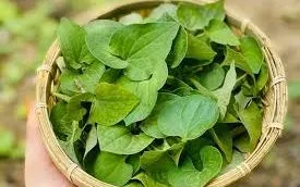 Rau diếp cá – thực phẩm quen thuộc có thể hỗ trợ giải độc gan