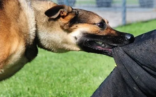 Hà Nội tăng cường phòng, chống bệnh dại sau khi xuất hiện ổ dịch tại Hạ Bằng