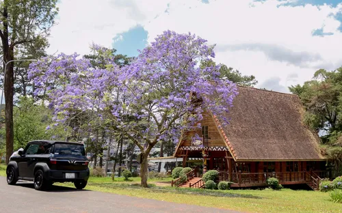 Phượng tím rực rỡ “nhuộm” Đà Lạt, thu hút du khách mê mẩn