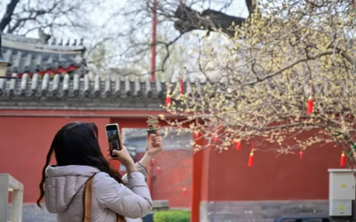 Hoa mộc lan nở rộ khắp Bắc Kinh, mang sắc xuân tràn ngập thủ đô