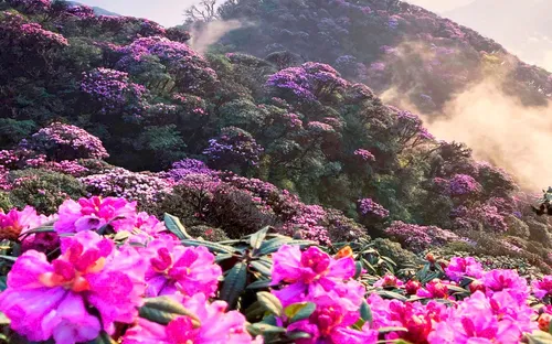 Lai Châu mùa hoa xuân: Bản hòa ca sắc màu giữa núi rừng Tây Bắc