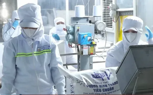 Giá mía giảm sâu kỷ lục vì đường không tiêu thụ được