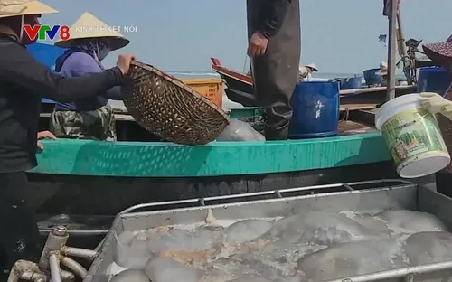 Ngư dân Hà Tĩnh trúng đậm sứa biển