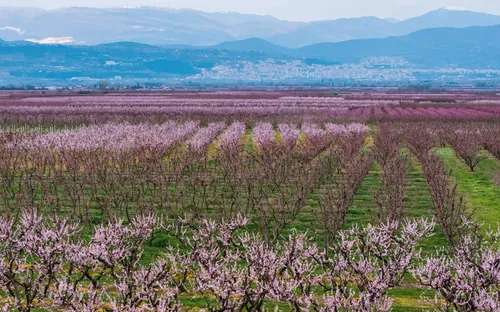 Biển hoa đào nhuộm hồng miền Bắc Hy Lạp, hút hàng nghìn du khách mỗi dịp xuân về