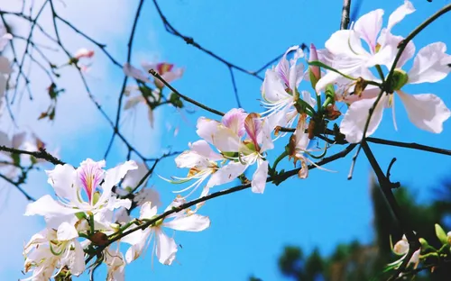 Khám phá vẻ đẹp kỳ vĩ của mùa hoa ban nở trắng rừng Tây Bắc