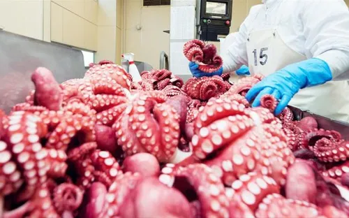 Xuất khẩu mực, bạch tuộc vượt 111 triệu USD, tăng mạnh nhờ thị trường châu Á