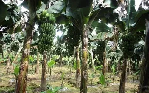 Bắt giữ đối tượng đâm tử vong anh ruột sau mâu thuẫn vì buồng chuối