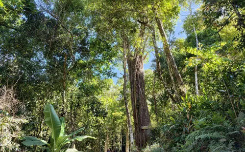Quần thể thông đỏ ngàn năm trên núi Voi: “Báu vật sống” dần thành điểm du lịch đặc sắc