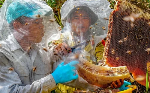 Trải nghiệm gác kèo ong ở U Minh Hạ: Theo chân thợ rừng lấy mật giữa rừng tràm