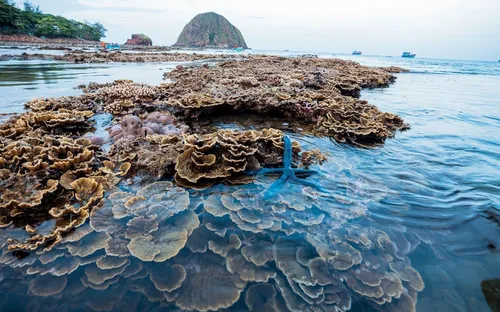 Hòn Yến: “Kho báu” san hô lộ diện khi thủy triều rút
