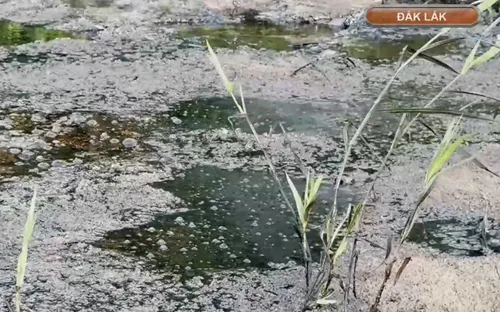 Nông dân bỏ ruộng vì dầu nhớt xuất hiện bất thường
