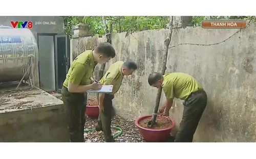 Cơn sốt cây “muội hồng” và hệ lụy